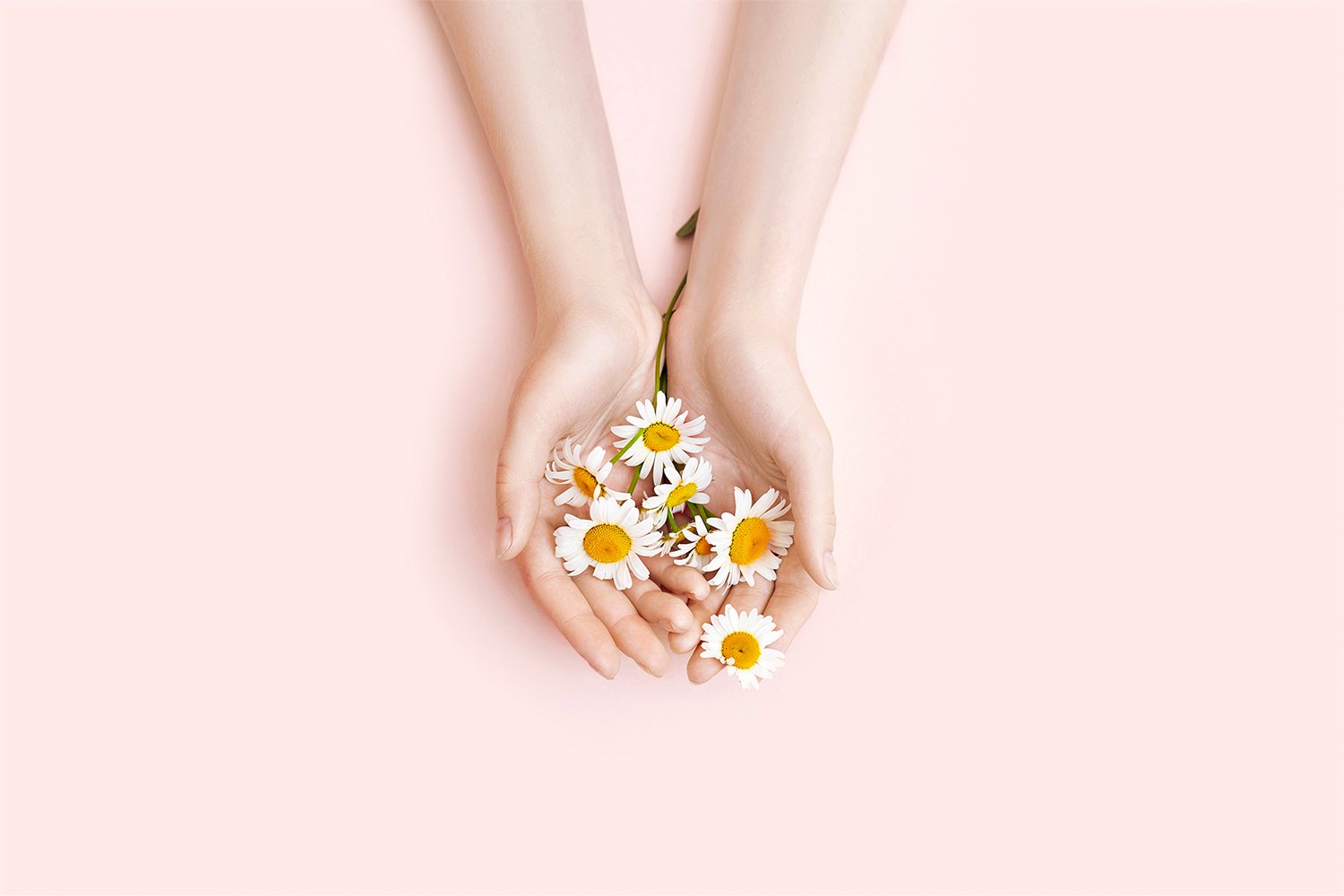 Redakan Kulit Sensitif dengan Kandungan Bunga Chamomile Dalam Produk Kecantikan