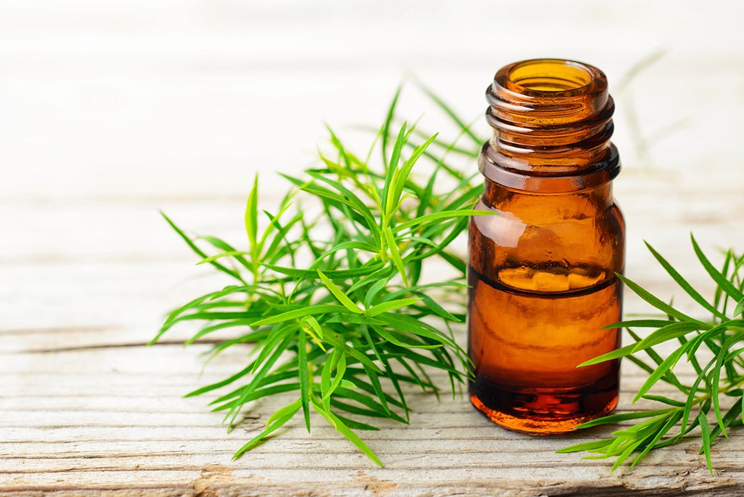 Mengenal Kandungan Tea Tree Oil Dalam Shampo Anti Ketombe